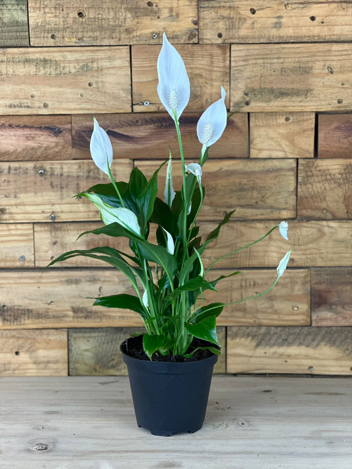 Small Peace Lily - Botanical Heaven