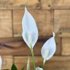 Small Peace Lily - Image 3