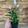 Small Peace Lily - Image 2