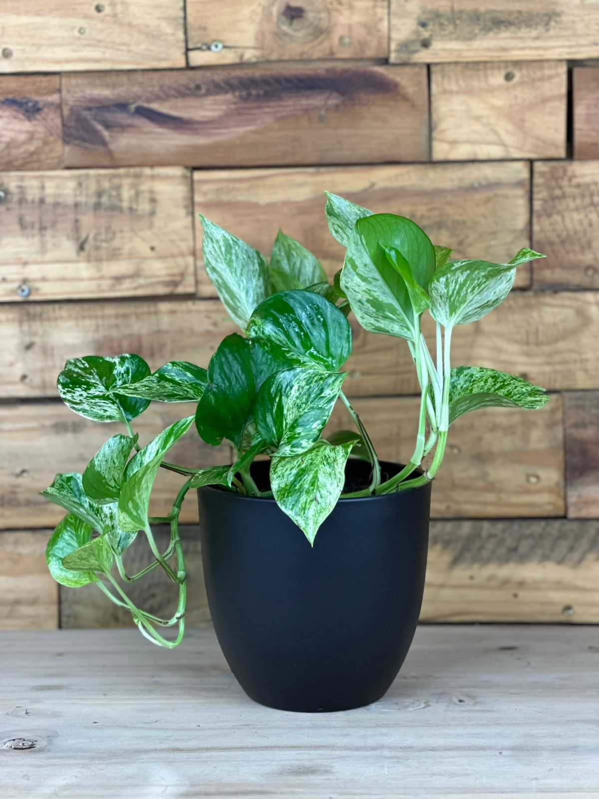 Marble Queen Pothos With Decorative Pot - Botanical Heaven