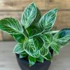 Small Philodendron Birkin with Decorative Pot - Image 3