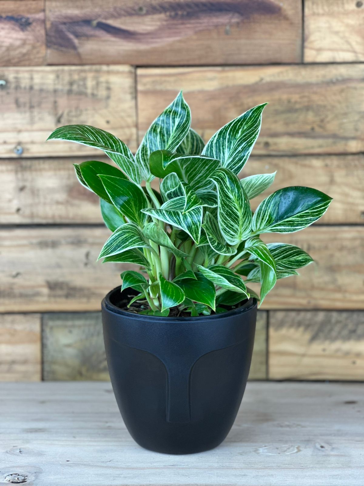 Philodendron Birkin with Decorative Pot - Botanical Heaven