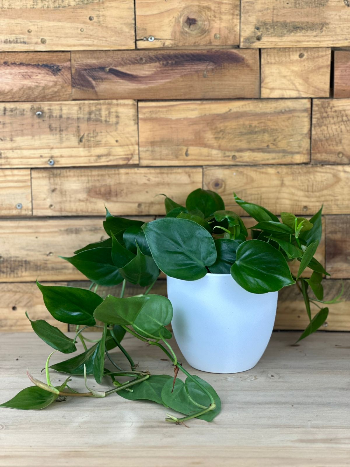 Heart Leaf Philodendron With Decorative Pot - Botanical Heaven