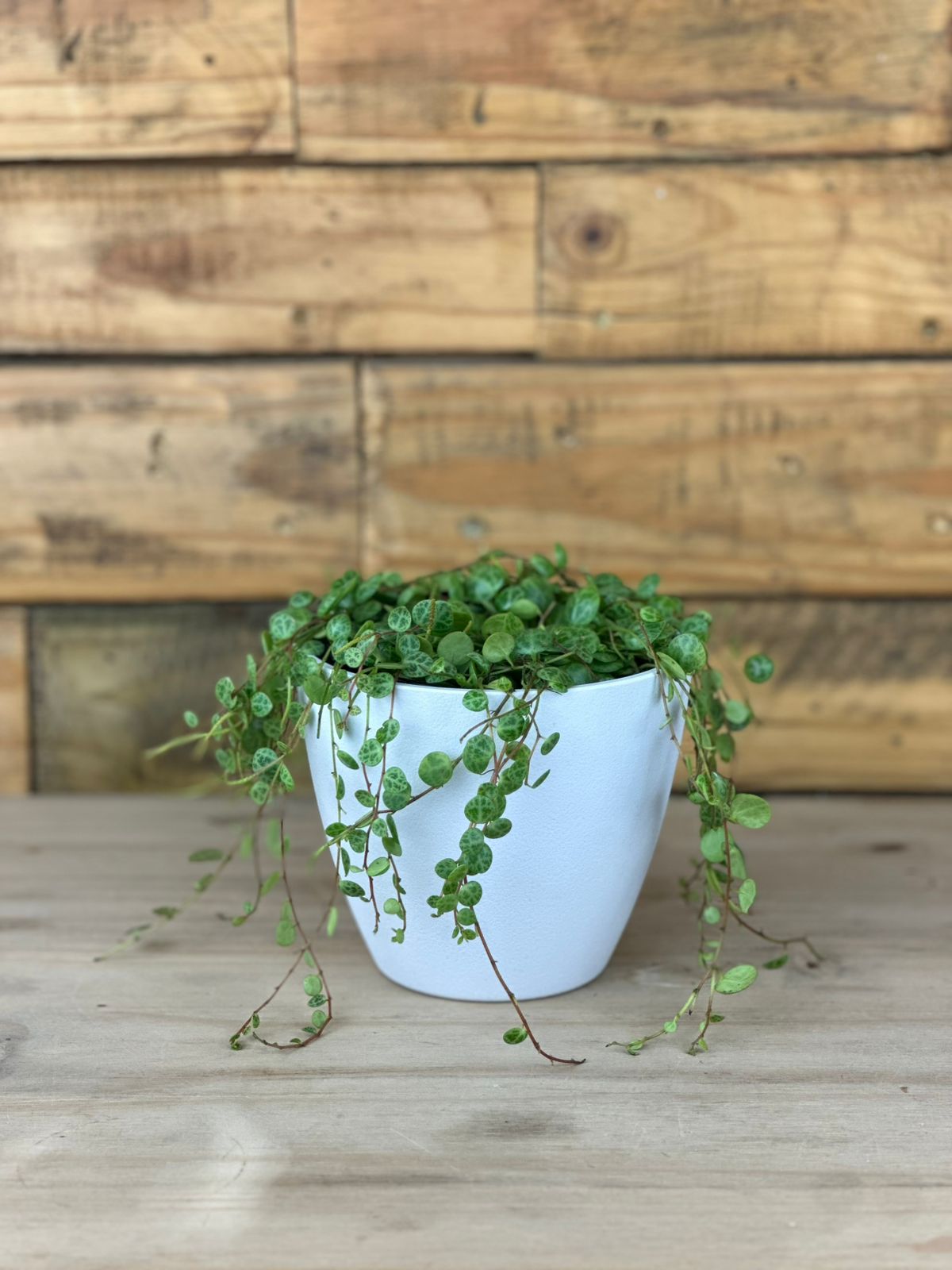 String of Turtles With A Decorative Pot - Botanical Heaven