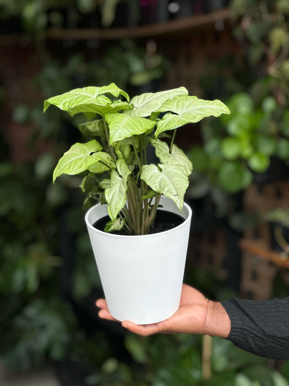 Syngonium White Butterfly With Decorative Pot - Botanical Heaven