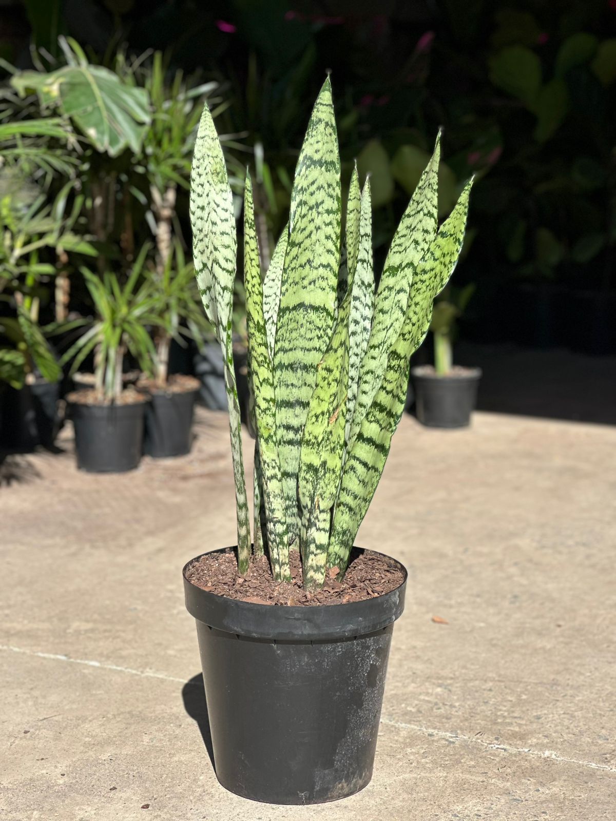 XL Snake Plant - Botanical Heaven