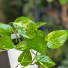 Small Golden Pothos With Decorative Pot - Image 4