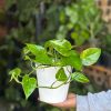 Small Golden Pothos With Decorative Pot