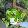 Small Golden Pothos With Decorative Pot - Image 2