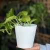 Small Golden Pothos With Decorative Pot - Image 3