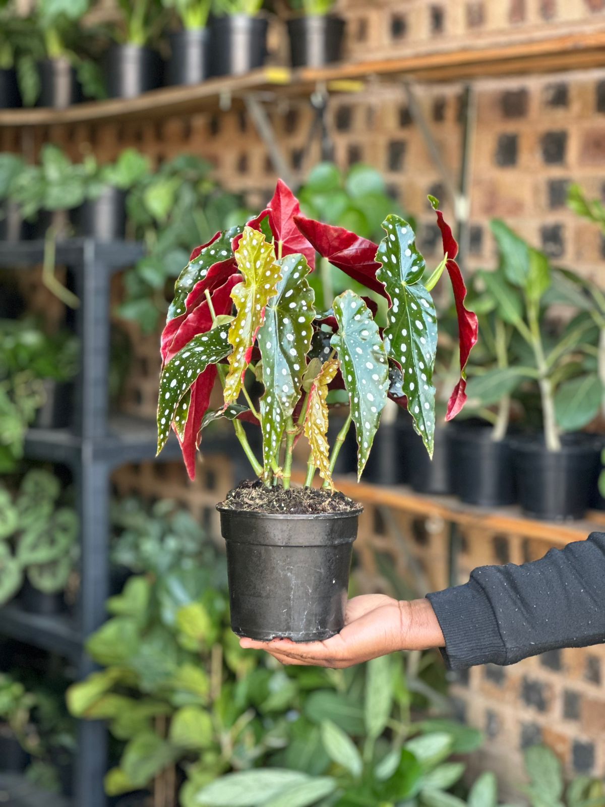Small Polka Dot Begonia - Botanical Heaven