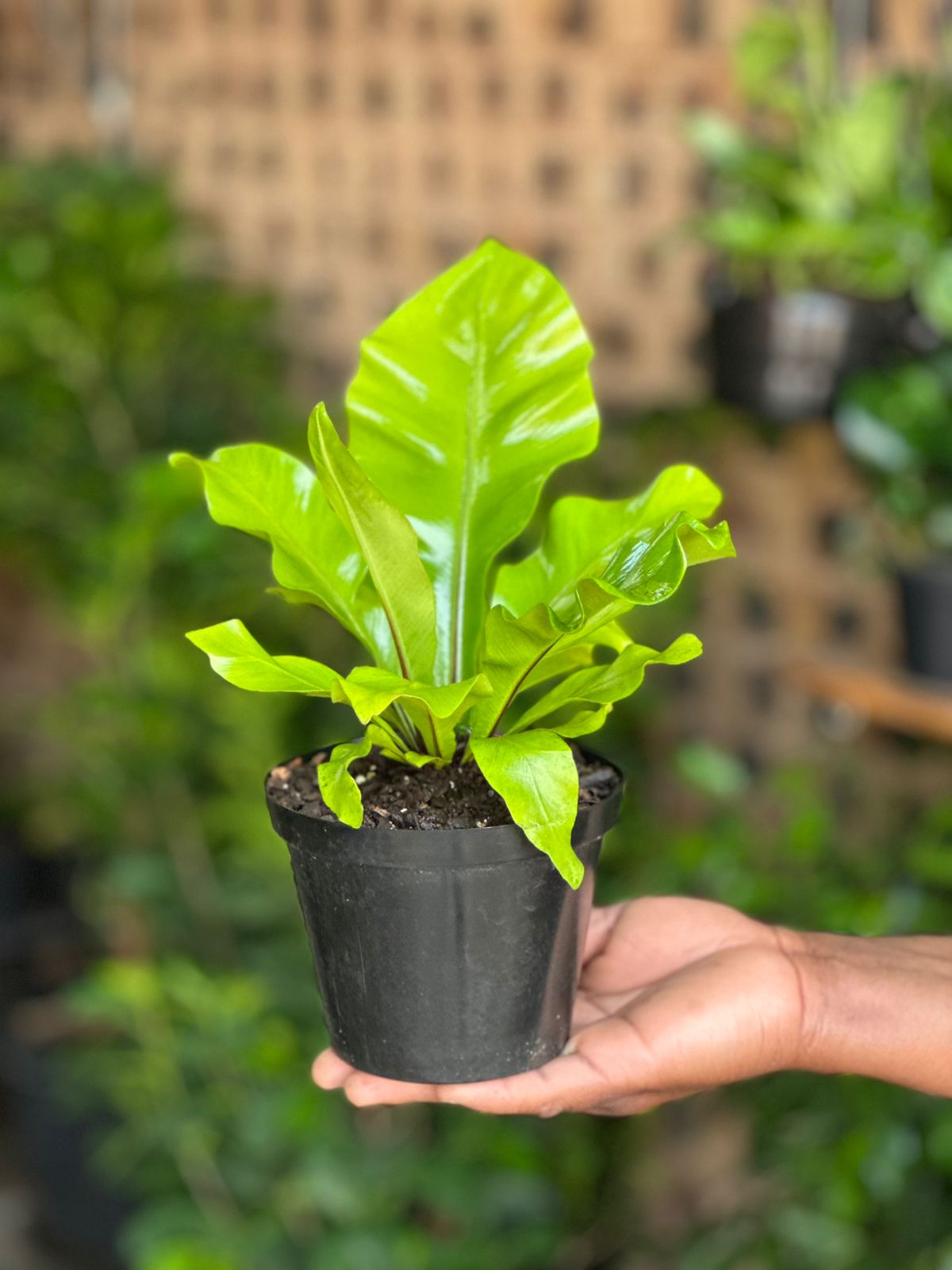XS Bird’s Nest Fern Nidus - Botanical Heaven