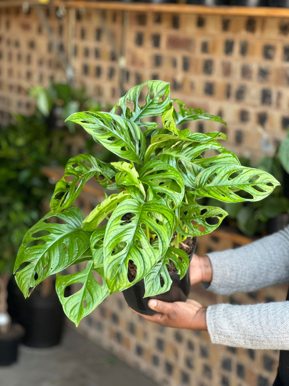 Medium Monstera Adansonii - Botanical Heaven