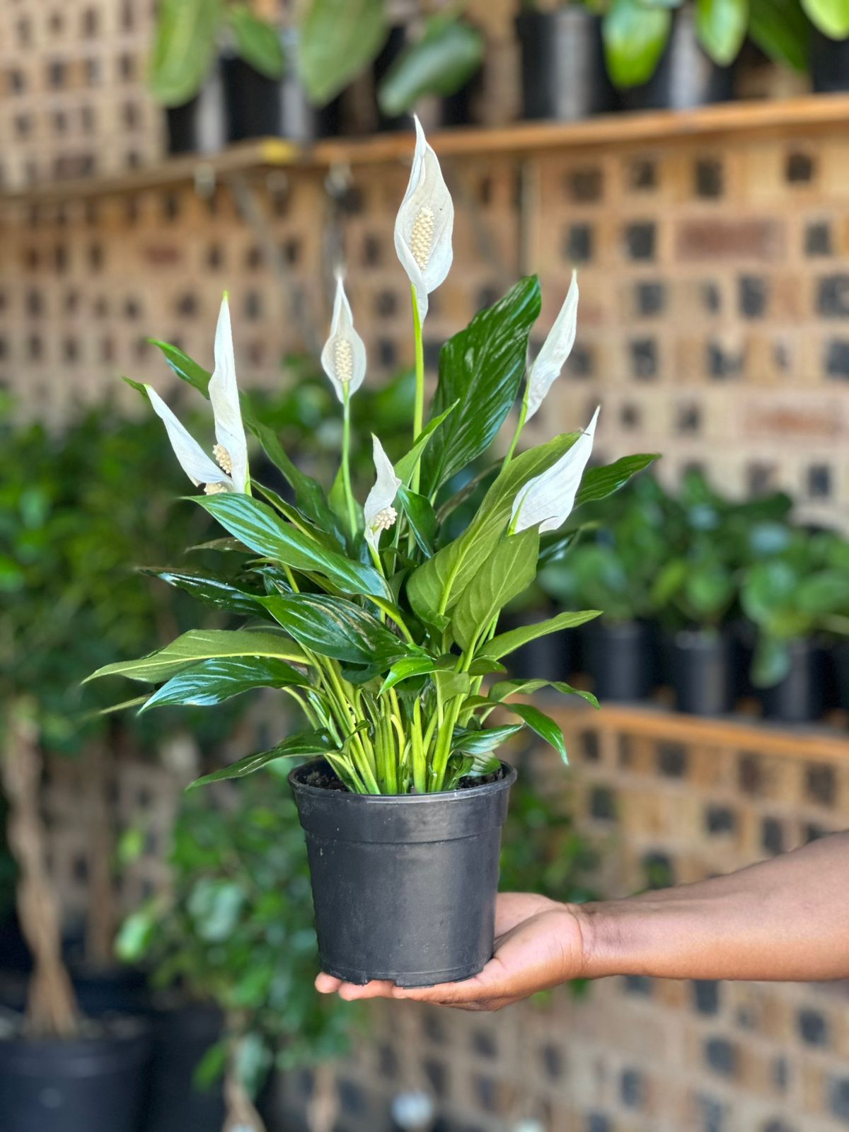 Small Peace Lily Small Peace Lily - Botanical Heaven