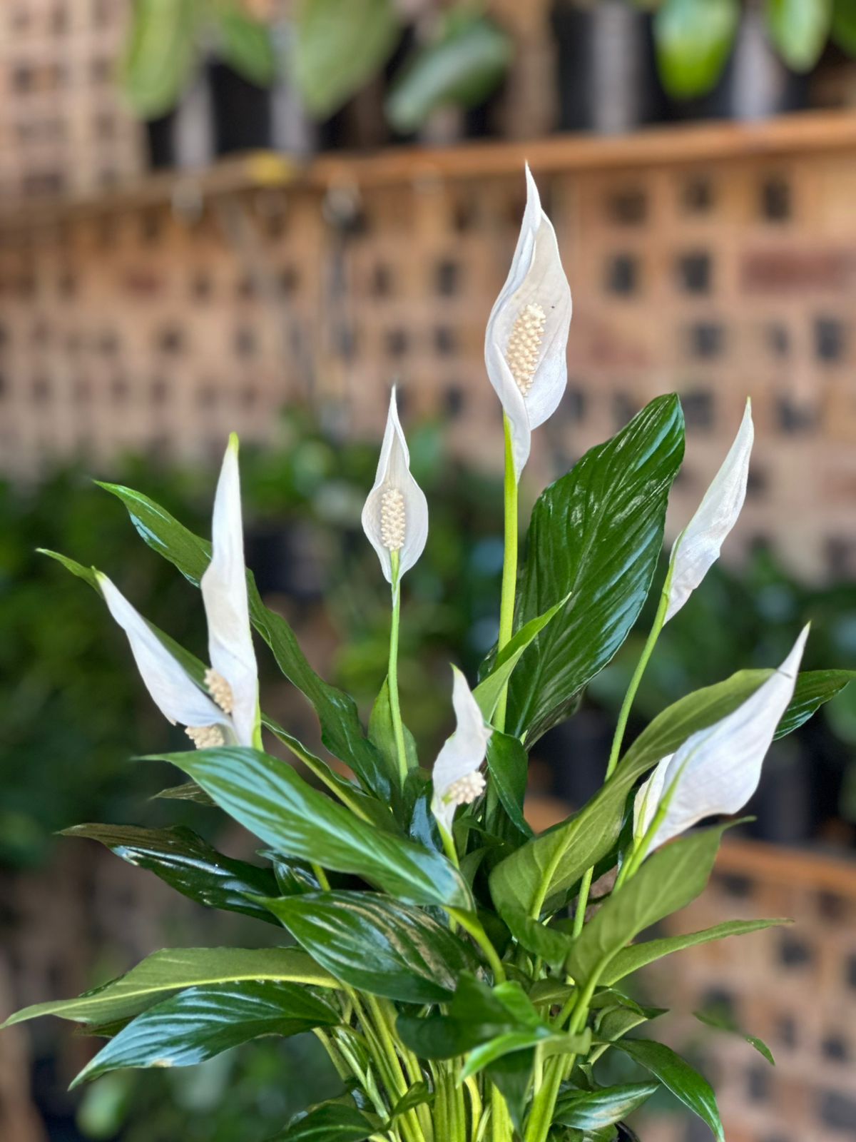 Small Peace Lily Small Peace Lily - Botanical Heaven