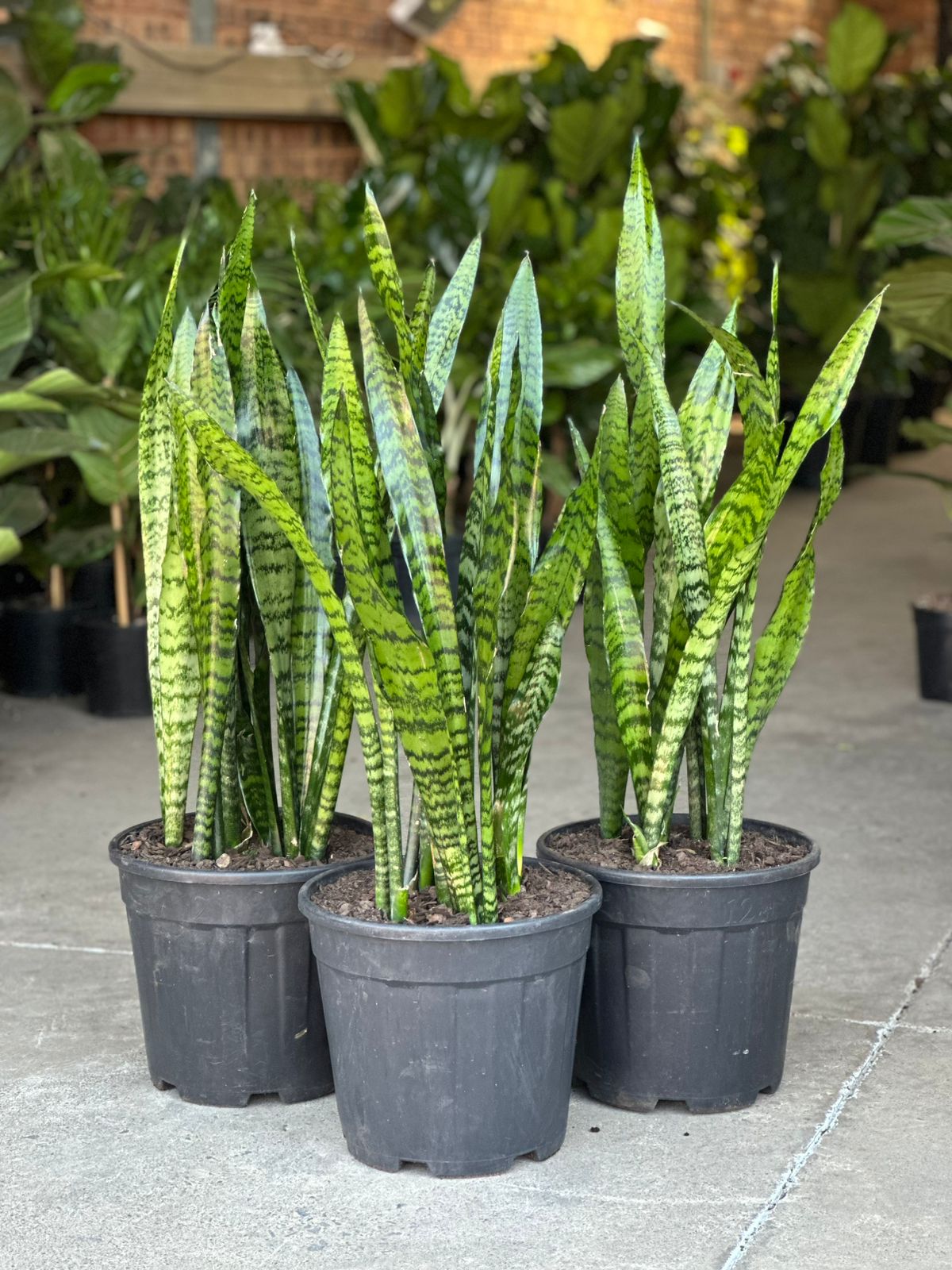 XL Snake Plant XL Snake Plant - Botanical Heaven