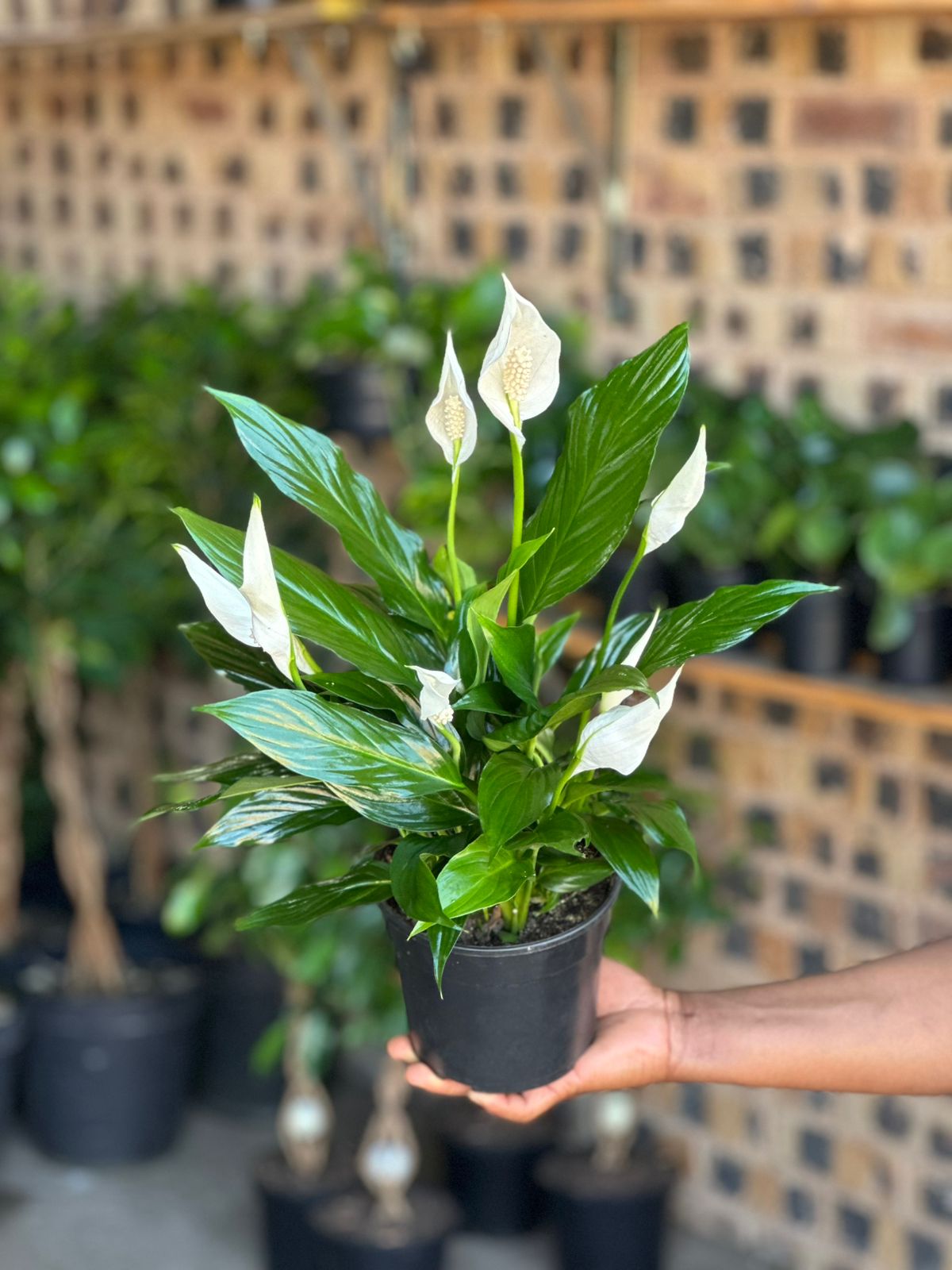 Small Peace Lily Small Peace Lily - Botanical Heaven