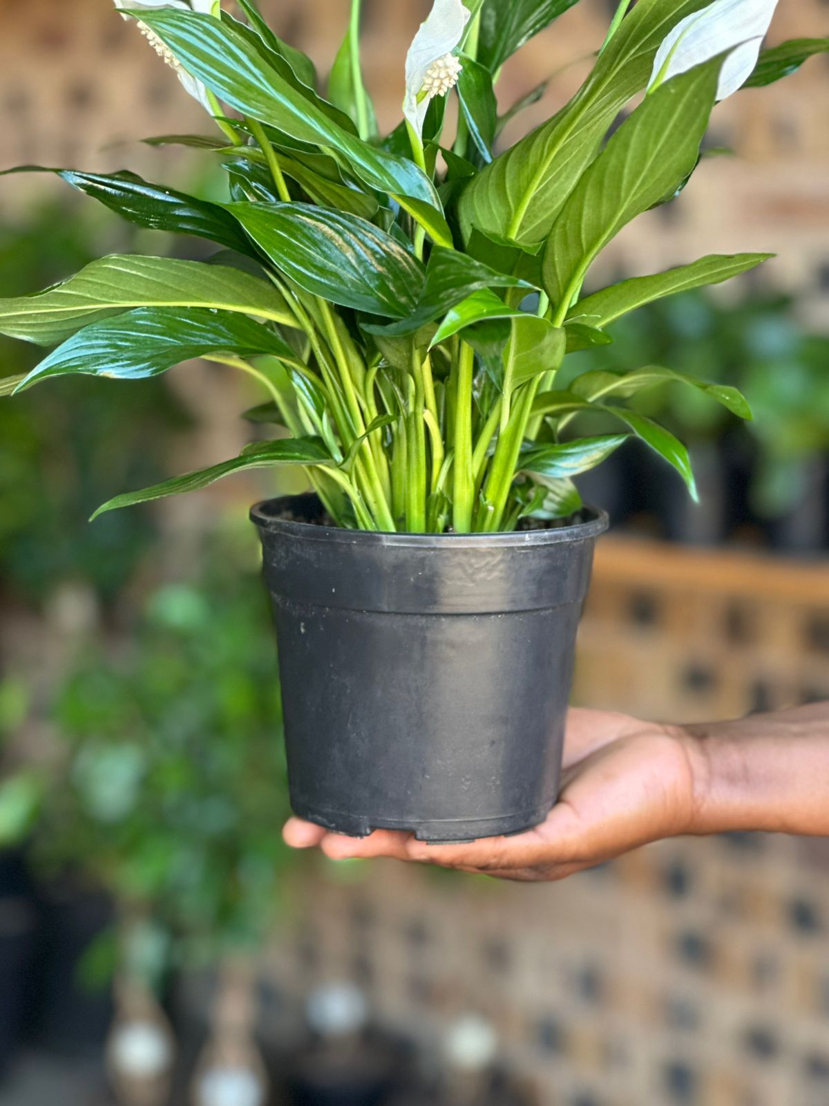 Small Peace Lily Small Peace Lily - Botanical Heaven