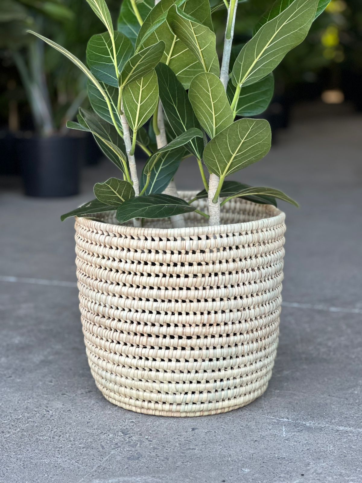 Large Ficus Audrey With A Basket Large Ficus Audrey With A Basket - Botanical Heaven