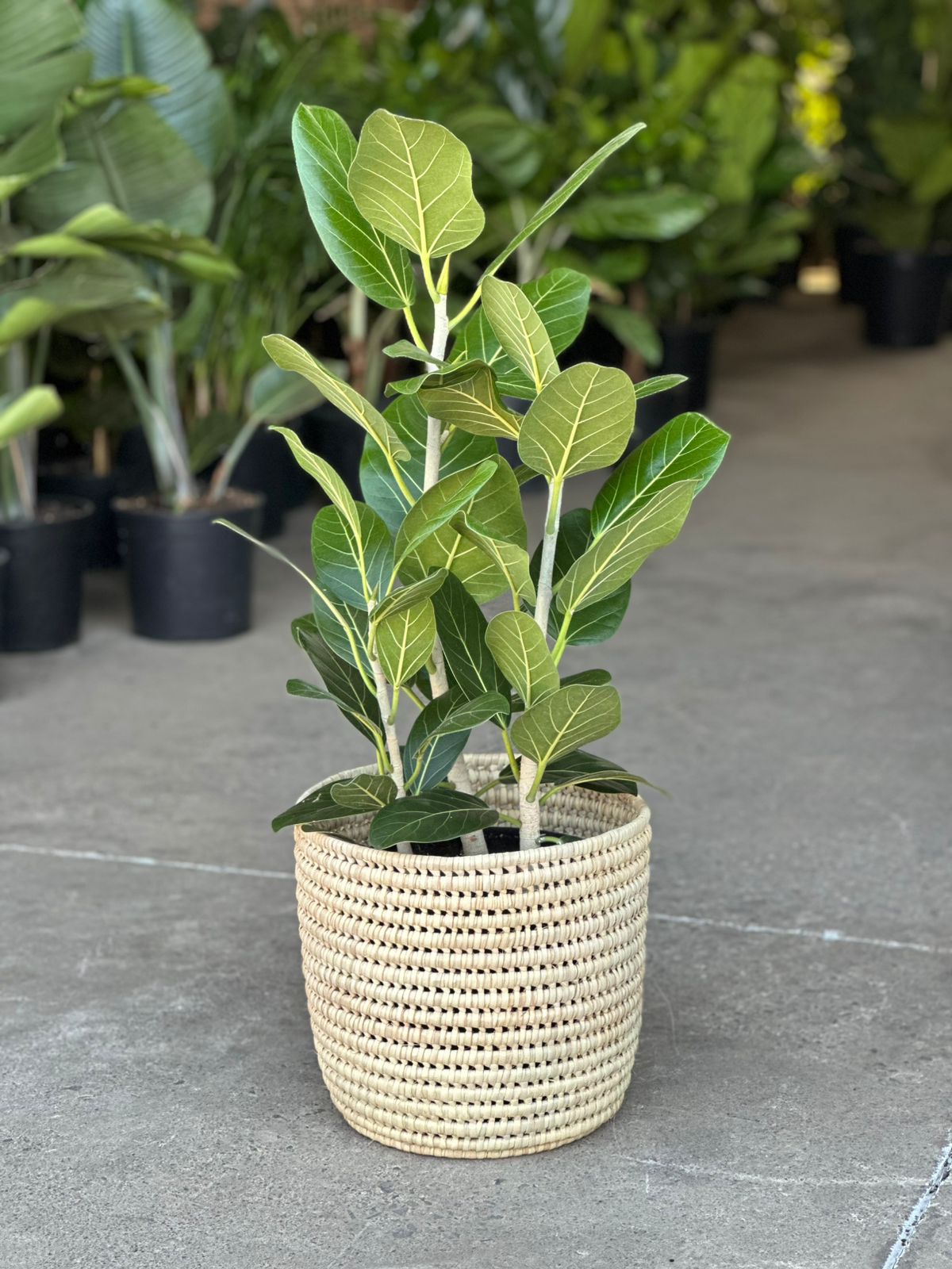 Large Ficus Audrey With A Basket - Botanical Heaven