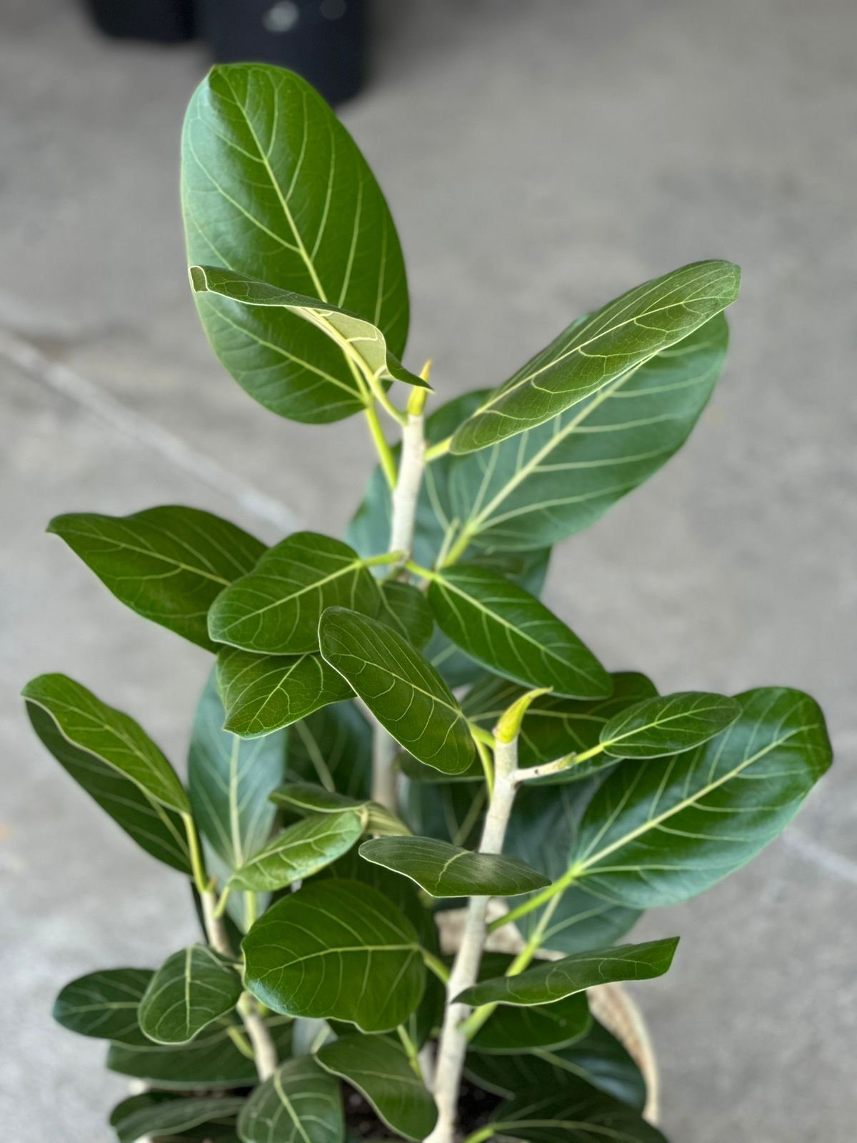Large Ficus Audrey With A Basket Large Ficus Audrey With A Basket - Botanical Heaven