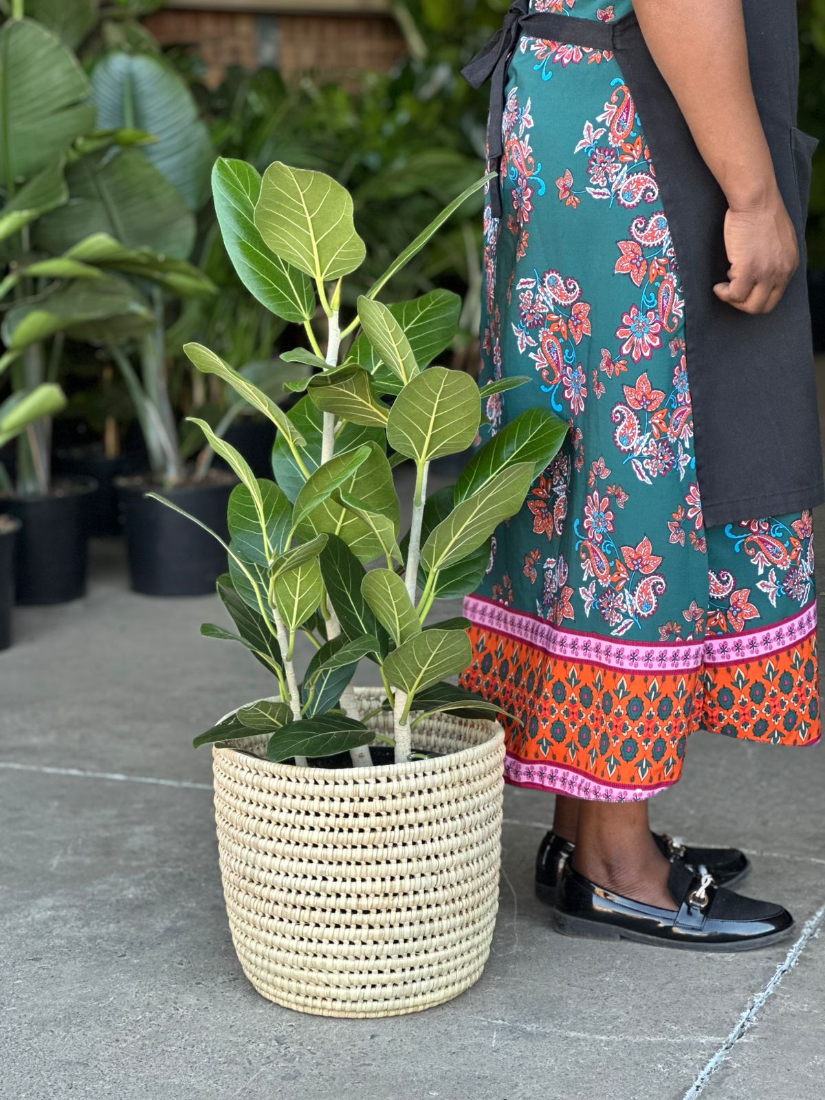 Large Ficus Audrey With A Basket Large Ficus Audrey With A Basket - Botanical Heaven
