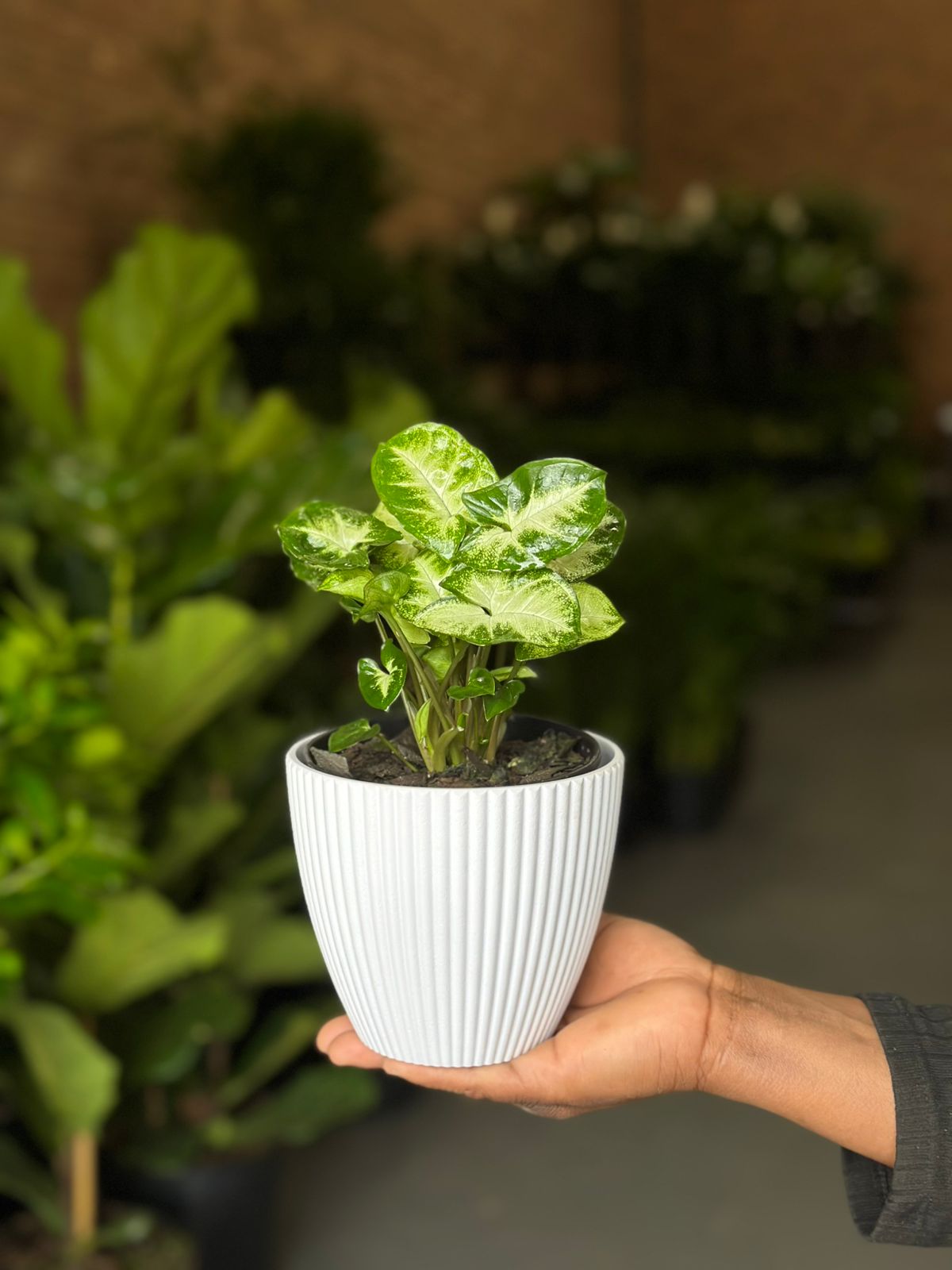 Syngonium Pixie With Decorative Pot Syngonium Pixie With Decorative Pot - Botanical Heaven