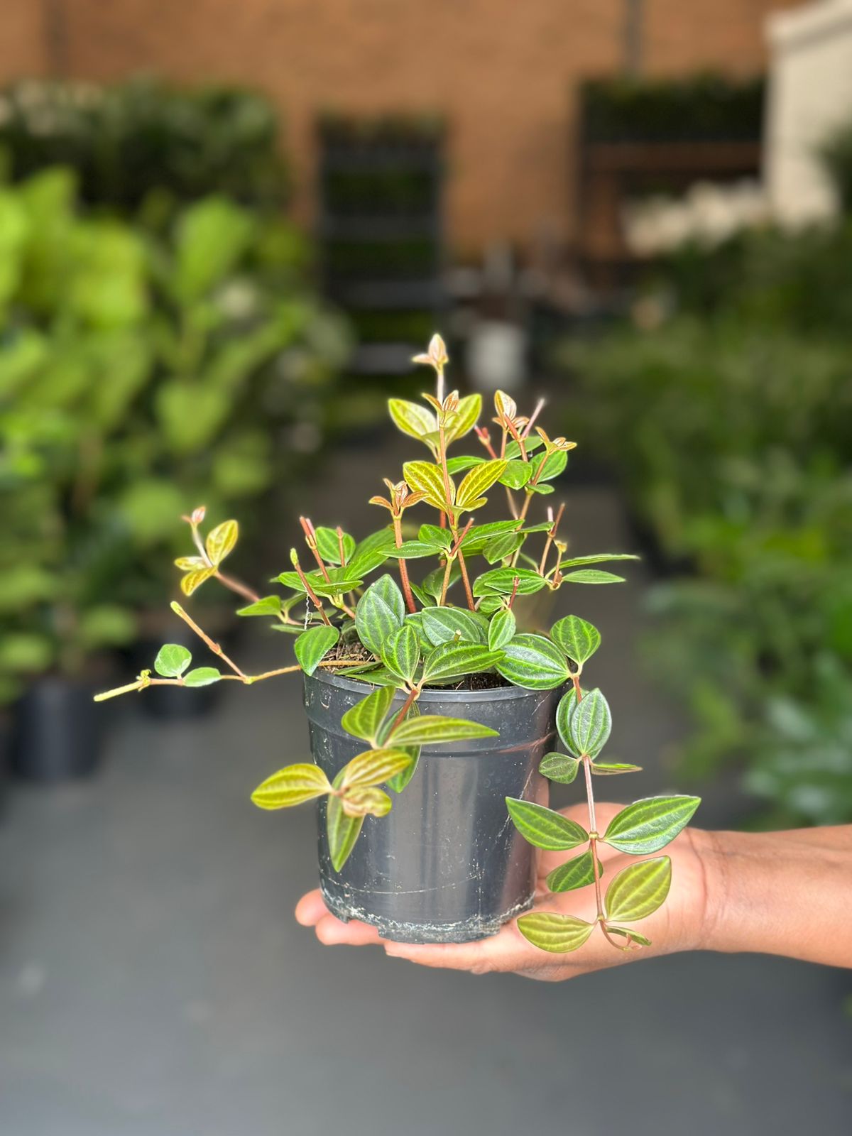 XS Beetle Peperomia - Botanical Heaven