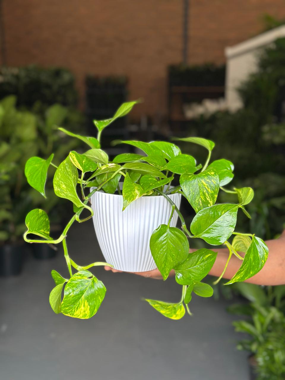 Small Golden Pothos With Decorative Pot - Botanical Heaven