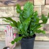 Small Crocodile Fern - Image 3