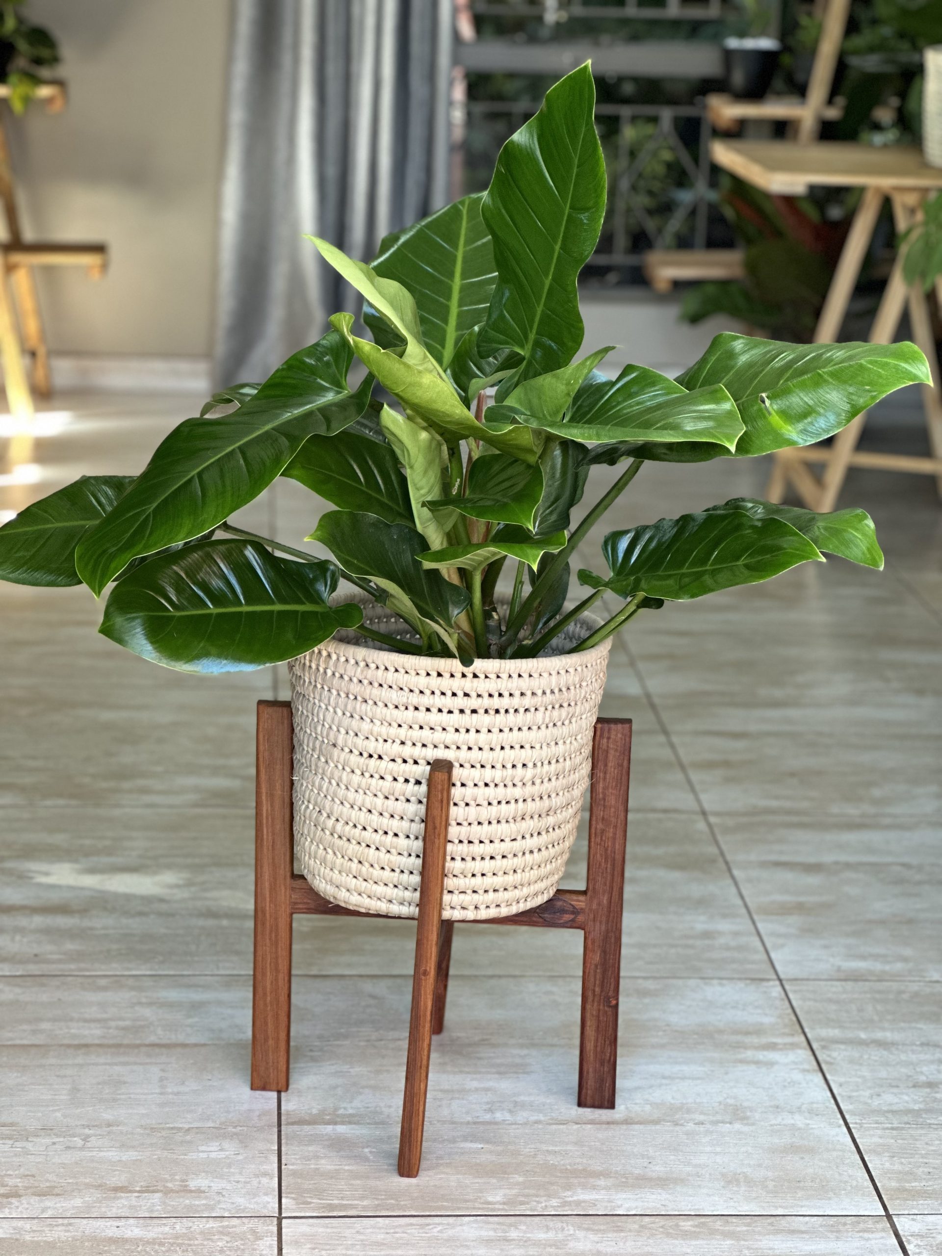 Large Plant Stand- Kiaat - Botanical Heaven