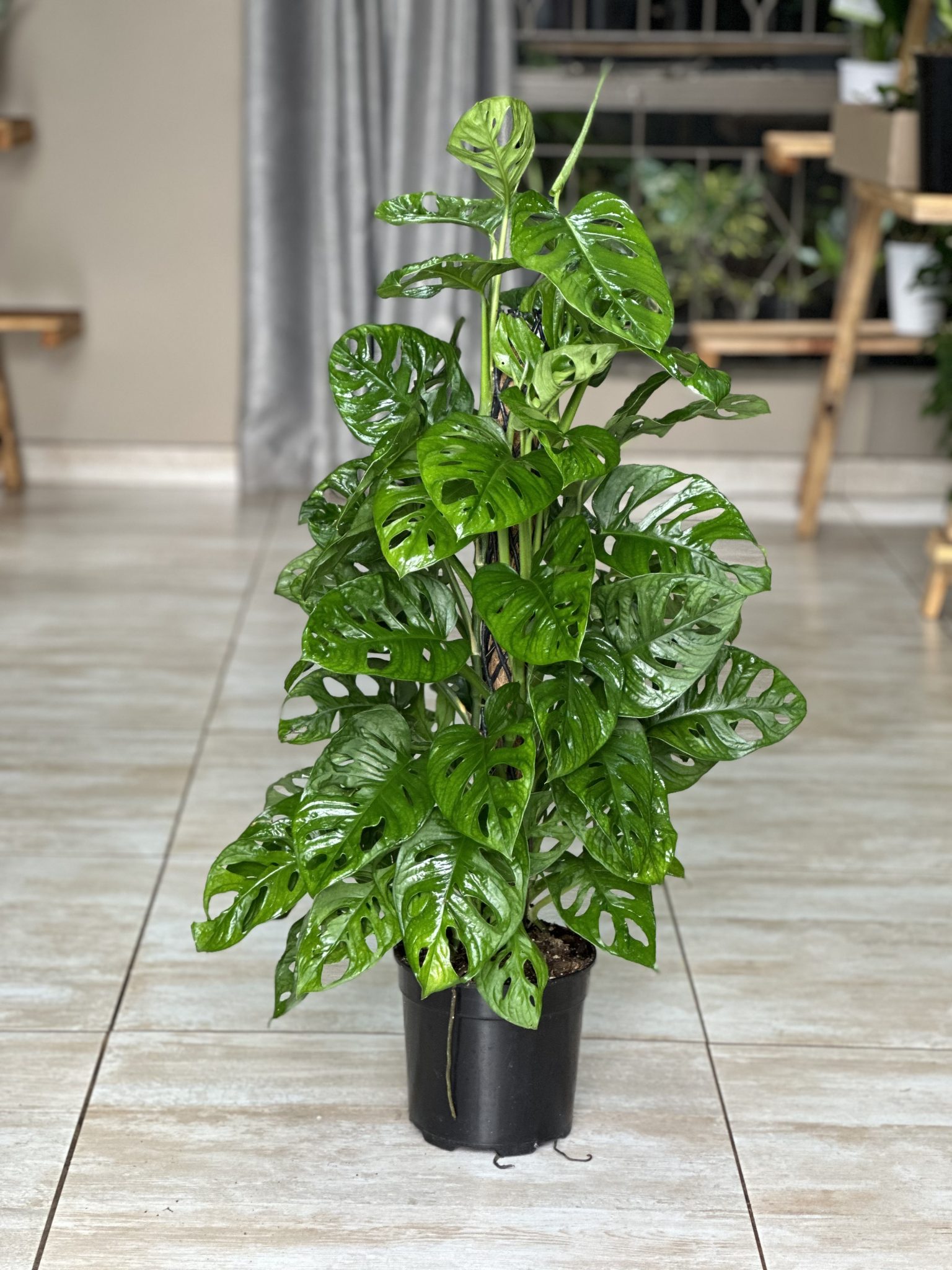 Large Monstera Adansonii Moss Pole Botanical Heaven