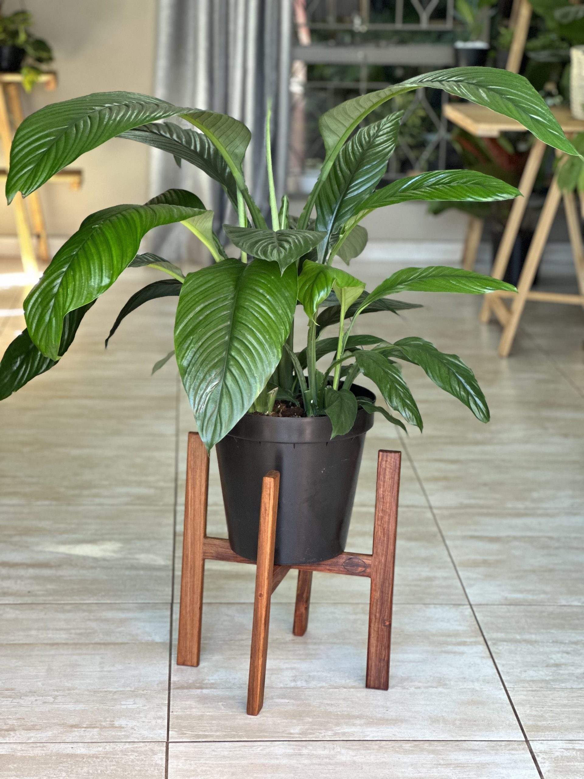 Large Plant Stand- Kiaat - Botanical Heaven