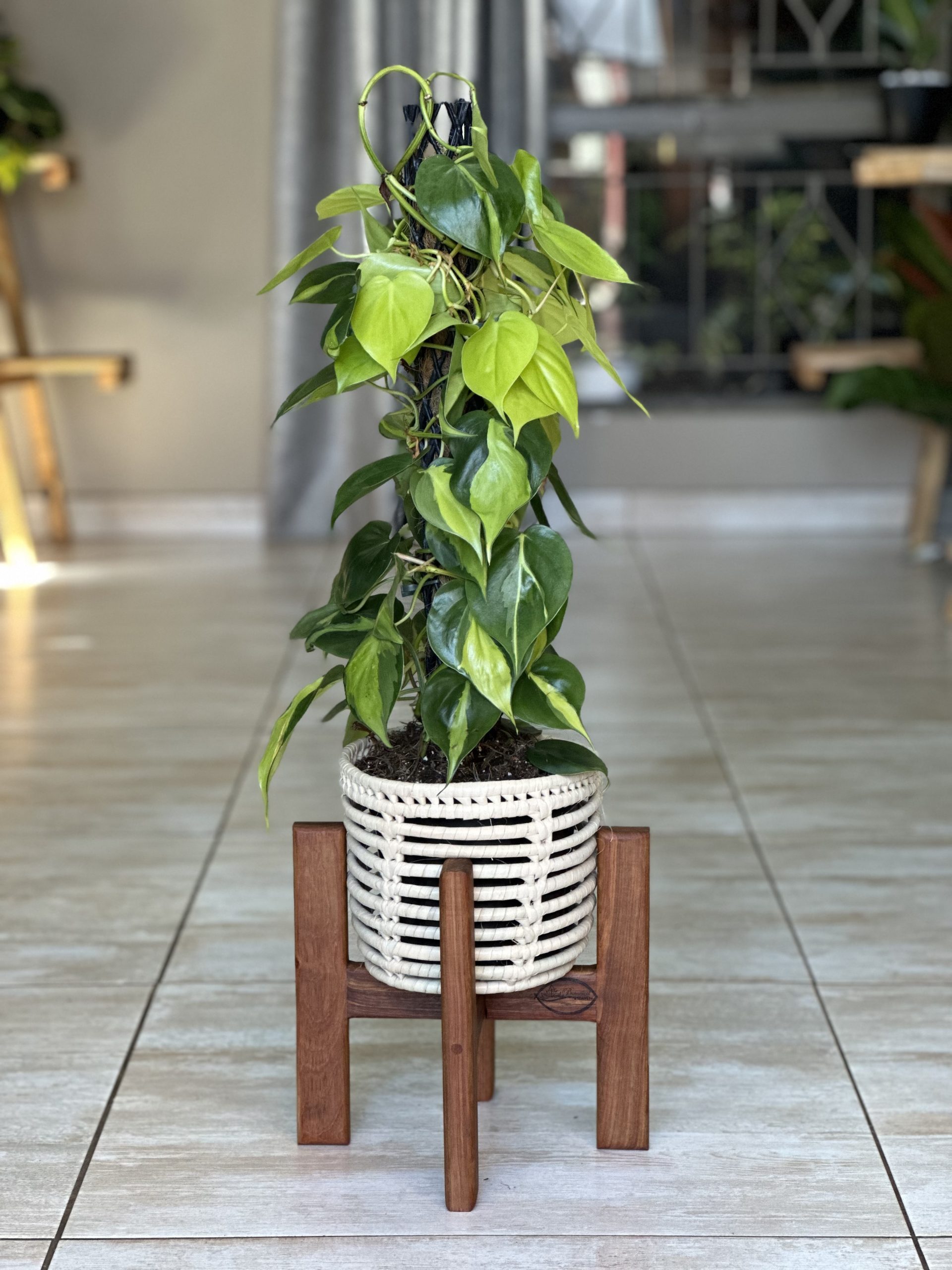 Small Plant Stand- Kiaat - Botanical Heaven