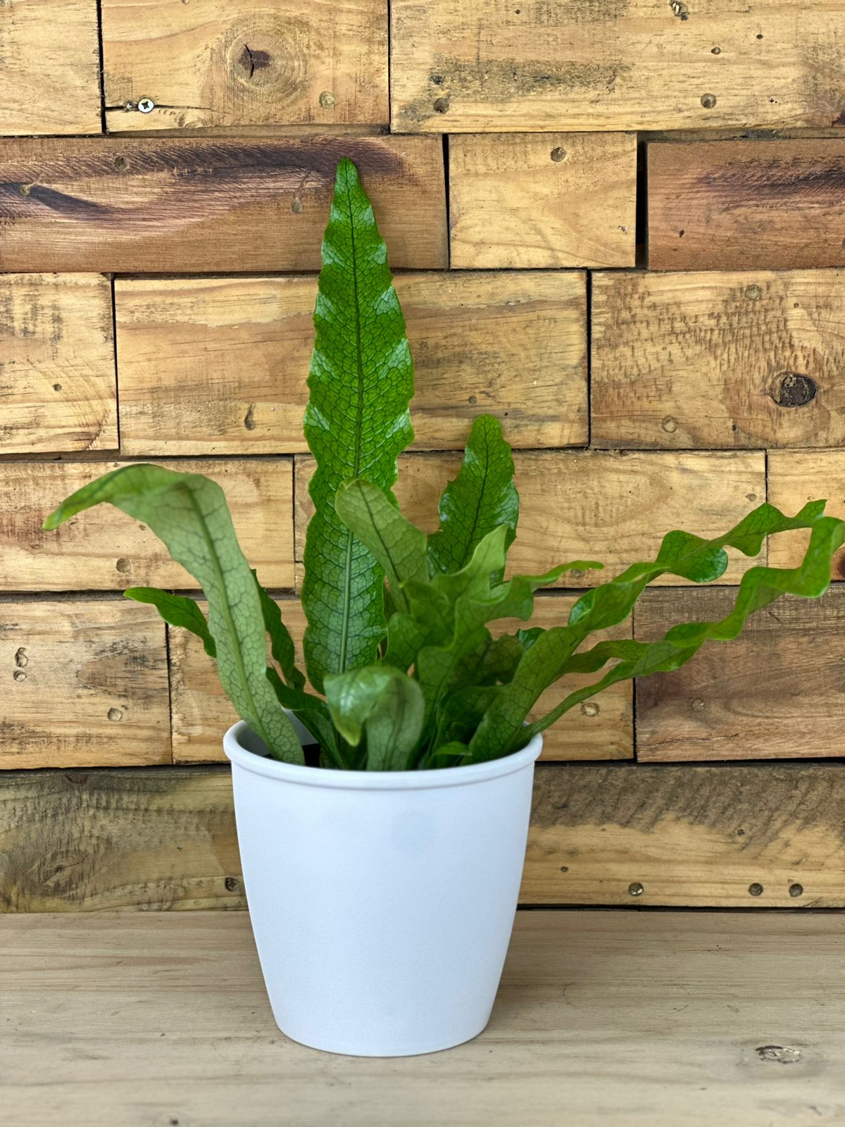 Crocodile Fern With Decorative Pot - Botanical Heaven