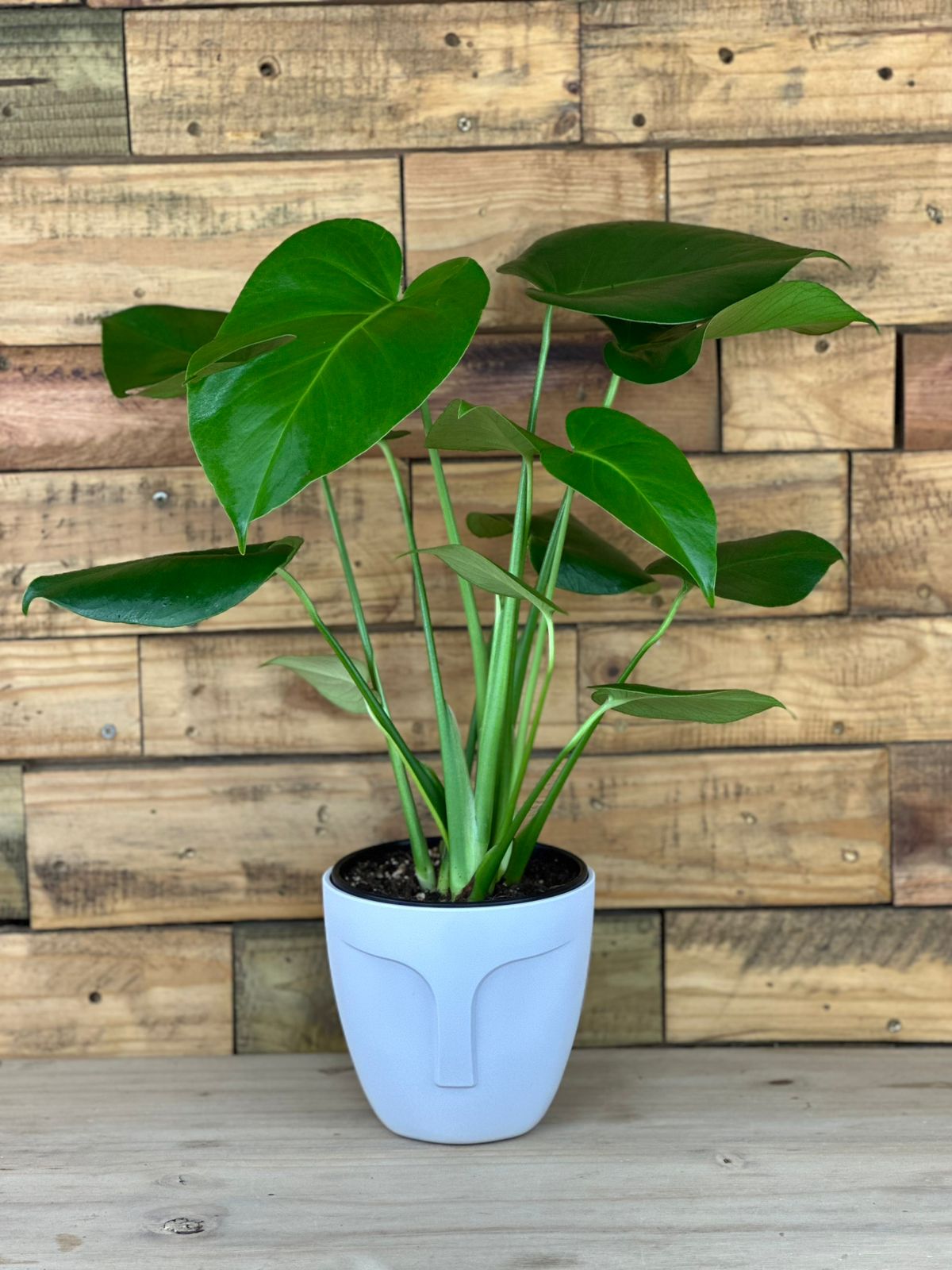 Monstera Deliciosa With Decorative Pot (Small) - Botanical Heaven