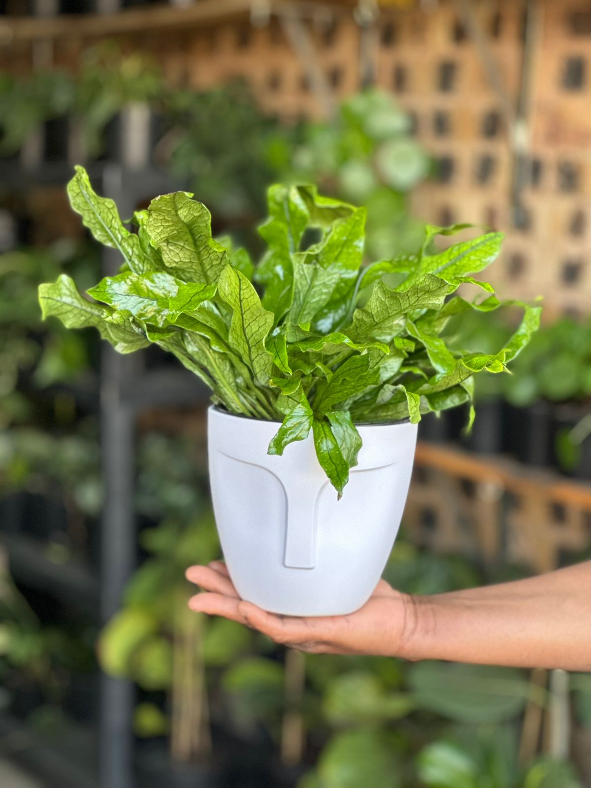 Small Crocodile Fern With Decorative Pot - Botanical Heaven