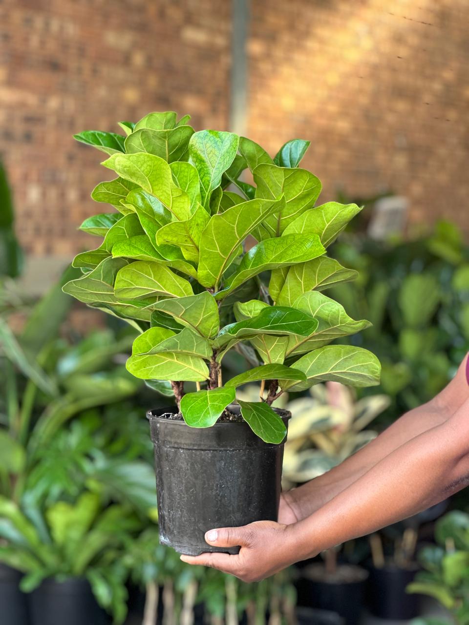 Fiddle Leaf Fig Bambino (Medium) - Botanical Heaven