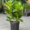Fiddle Leaf Fig Bambino (Medium) - Image 2