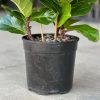 Fiddle Leaf Fig Bambino (Medium) - Image 5