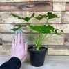 XS Philodendron Selloum - Image 3