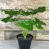 XS Philodendron Selloum