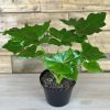 XS Philodendron Selloum - Image 2