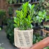 Medium ZZ Plant With Basket