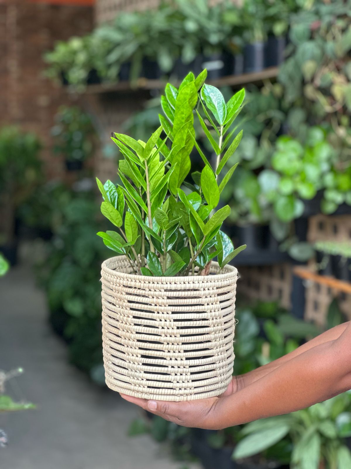 Medium ZZ Plant With Basket - Botanical Heaven