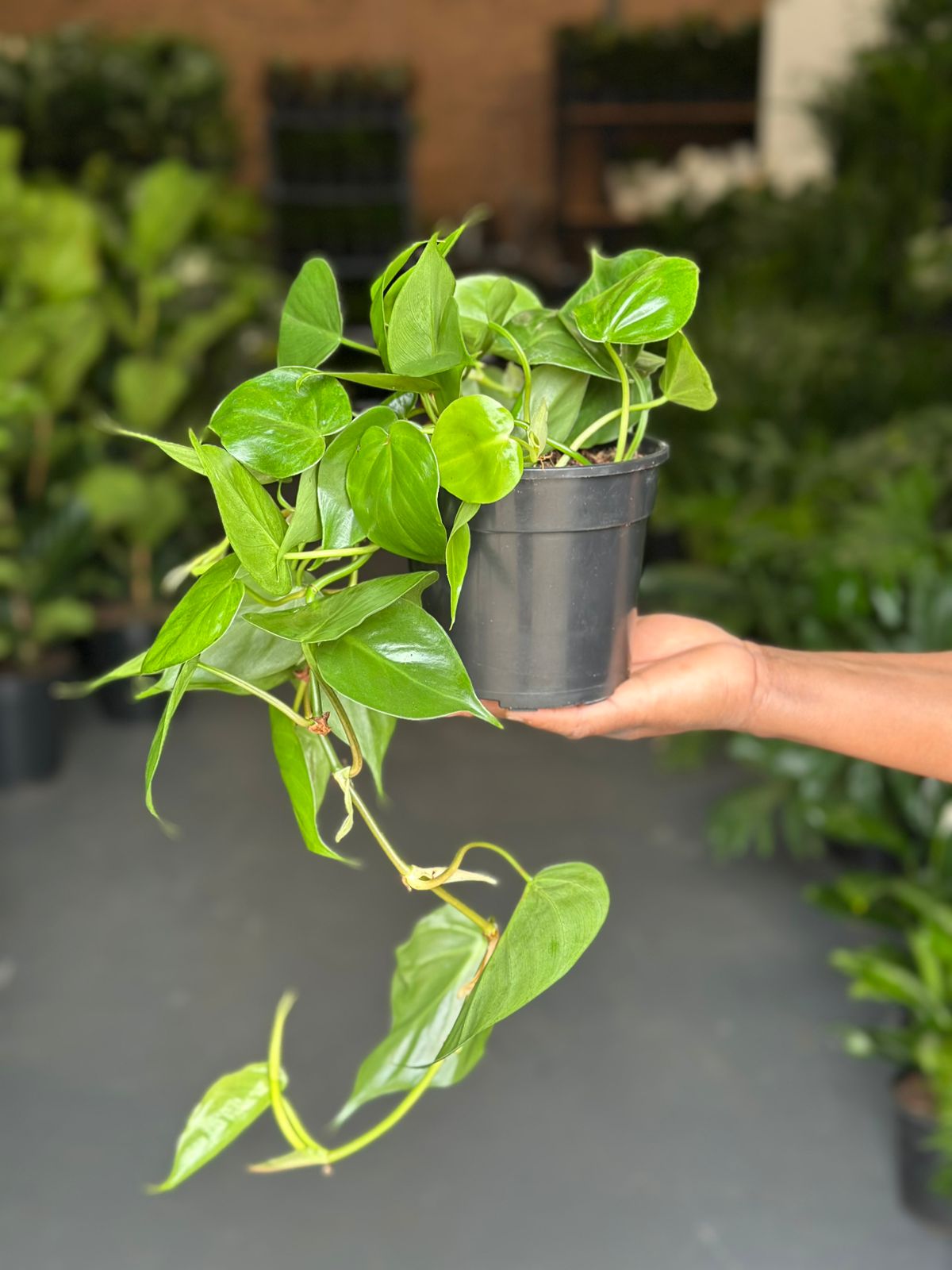 Small Heart Leaf Philodendron - Botanical Heaven