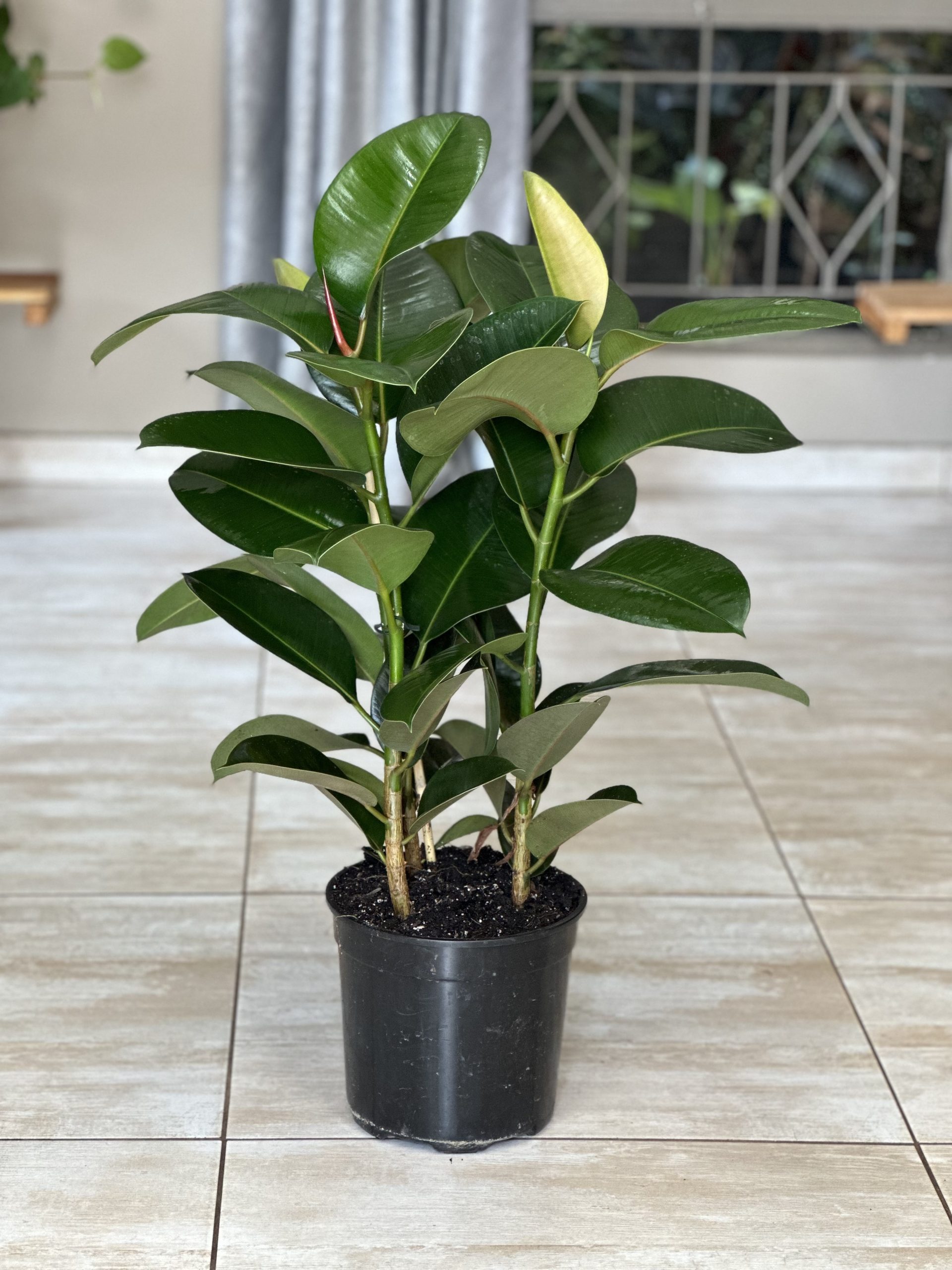 Large Rubber Plant Robusta - Botanical Heaven