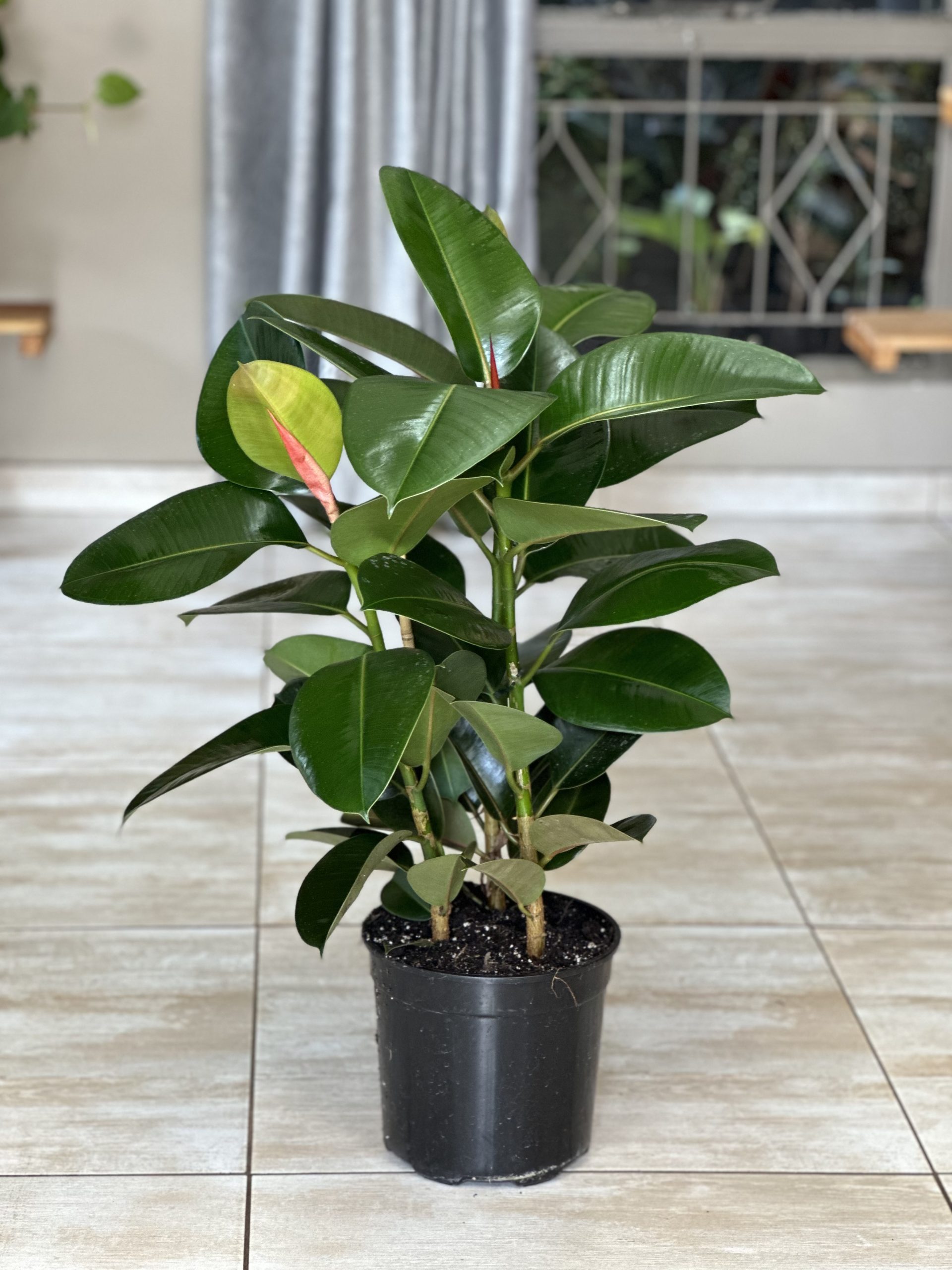 Large Rubber Plant Robusta - Botanical Heaven