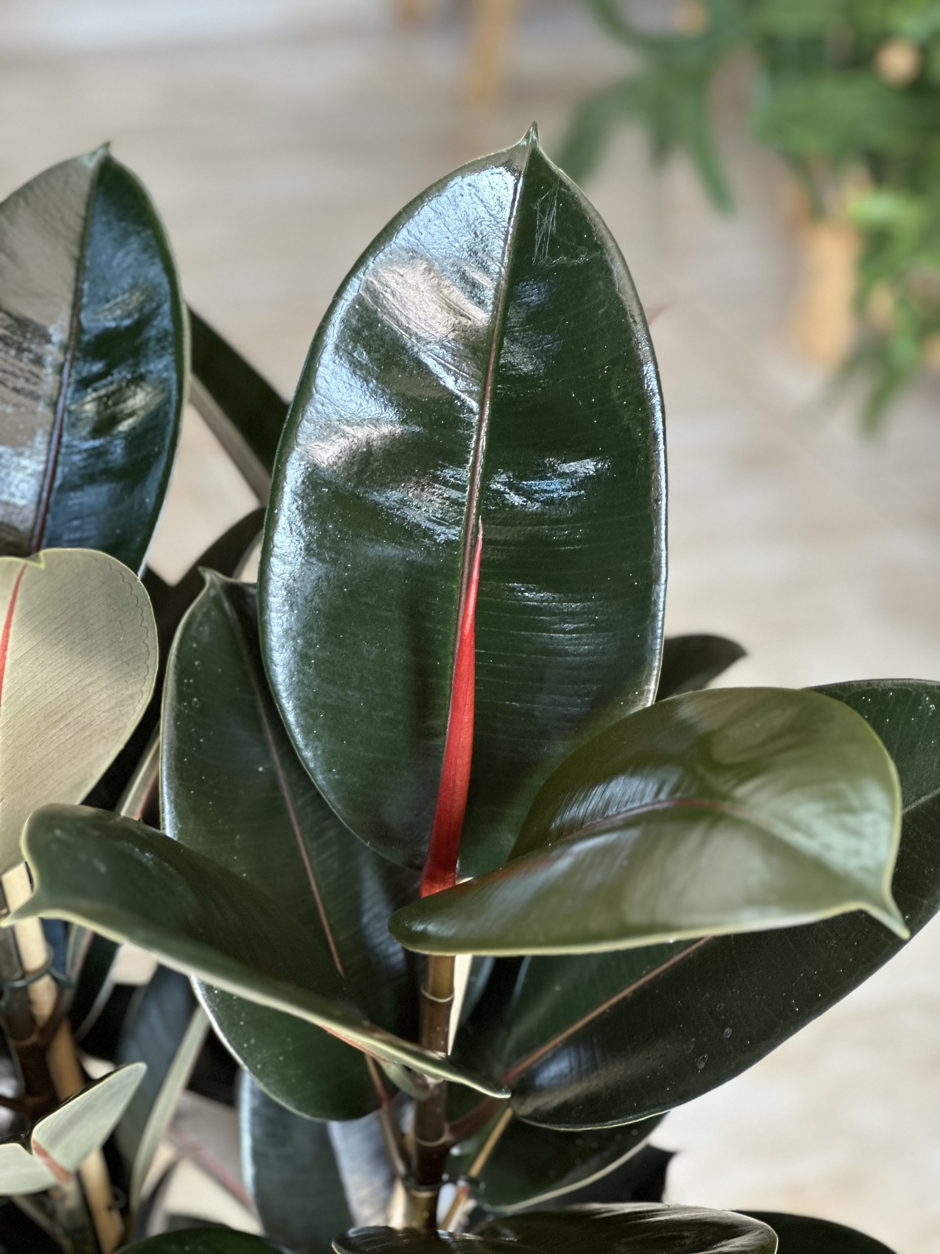 Large Rubber Plant Abidjan With a Basket - Botanical Heaven