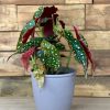 Small Polka Dot Begonia With Decorative Pot - Image 3